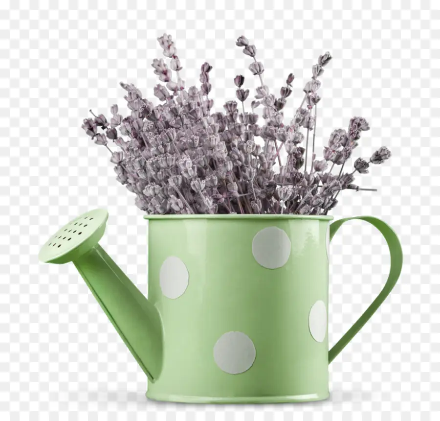 Lavanda En Regadera，Verde PNG