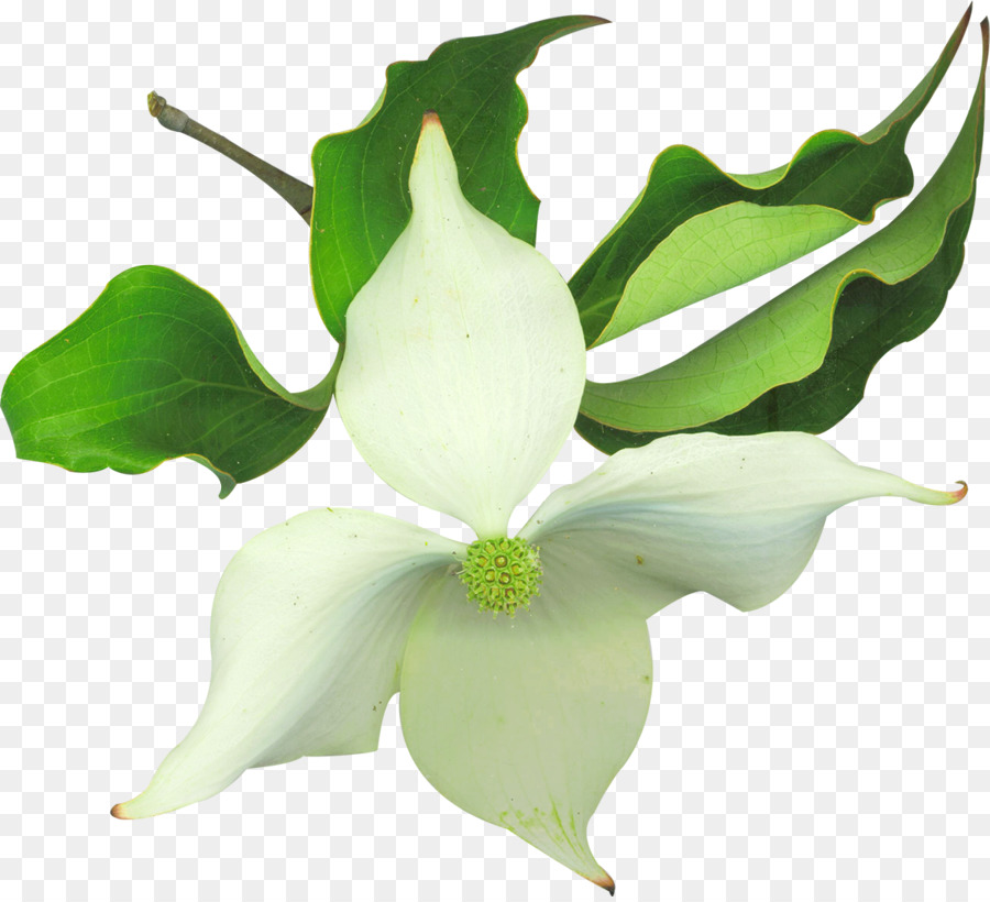 Flor，Cuadro PNG