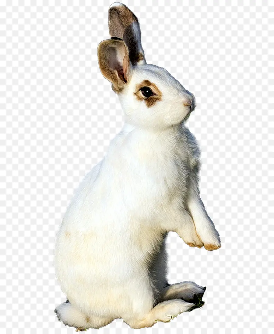 Hare，Nacionales De Conejo PNG