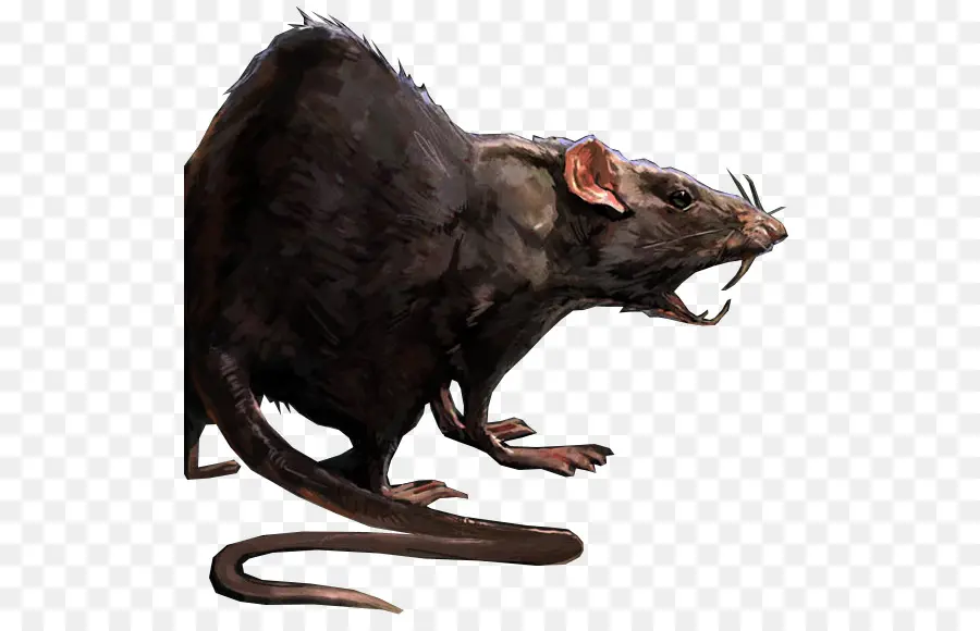 Rata，Roedor PNG