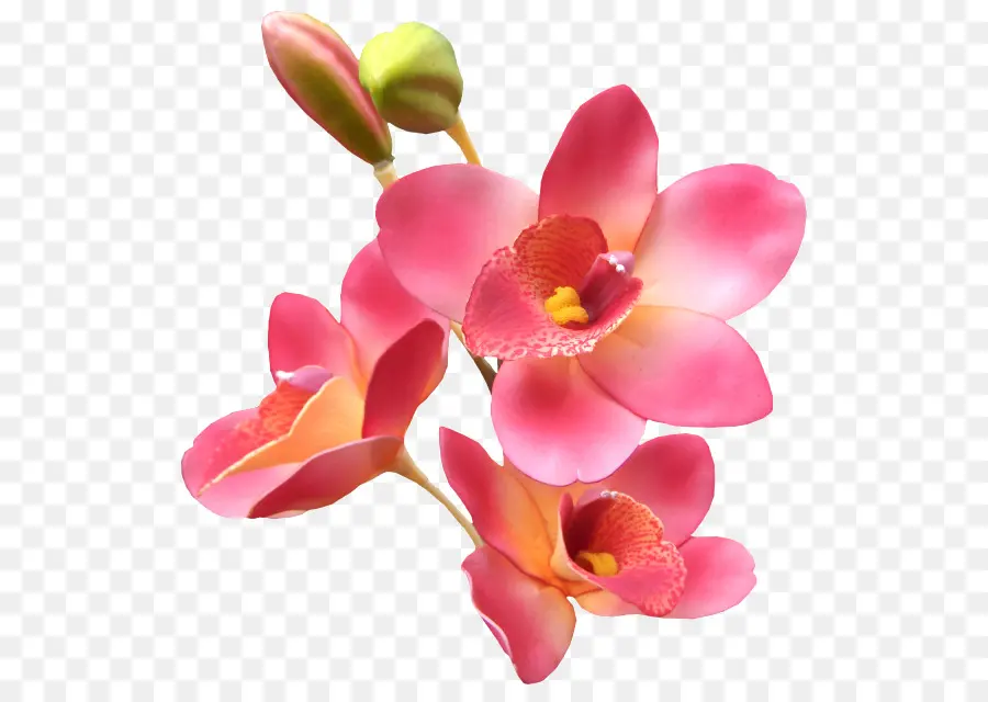 Orquídeas Rosadas，Flores PNG