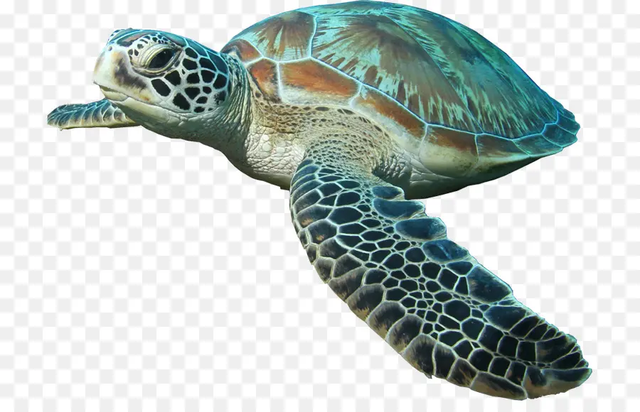 Tortuga，Reptil PNG