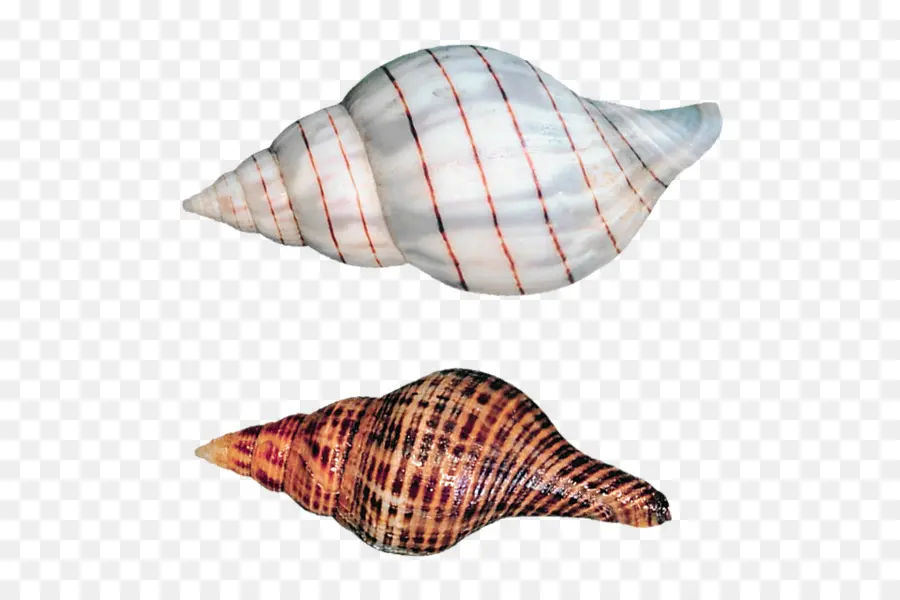 Concha，Caracol De Mar PNG