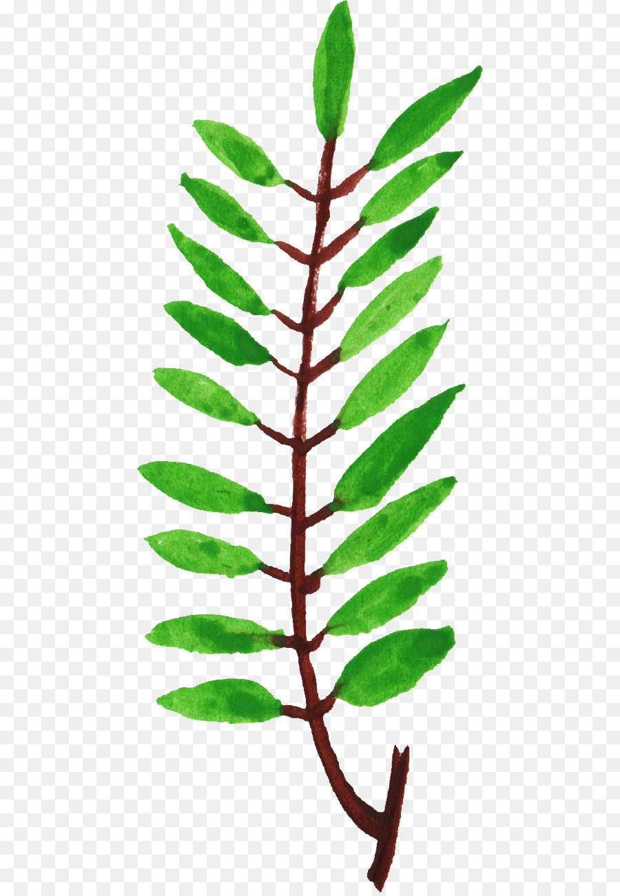 Hoja，Tallo De La Planta PNG