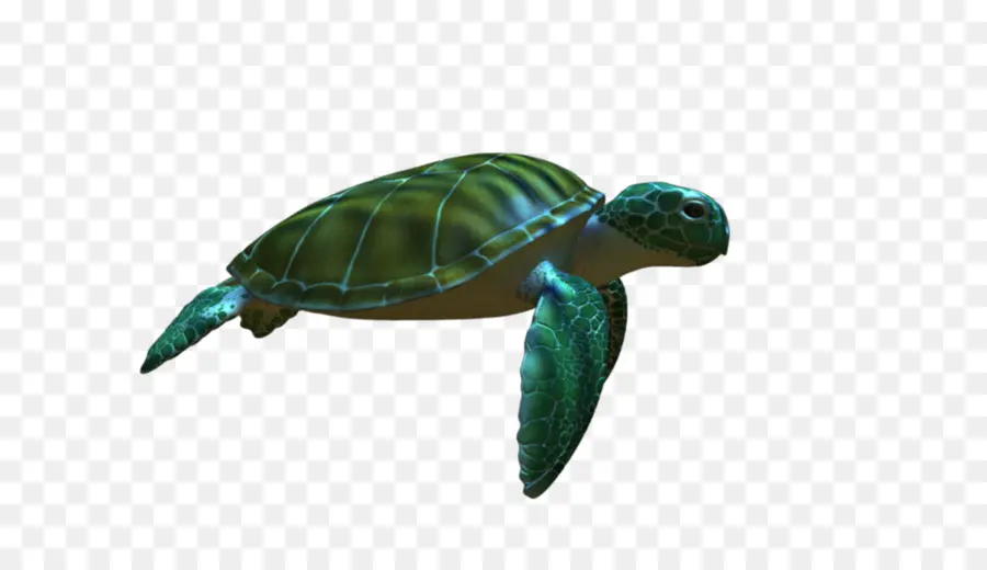 Tortuga，Tortuga De Mar PNG