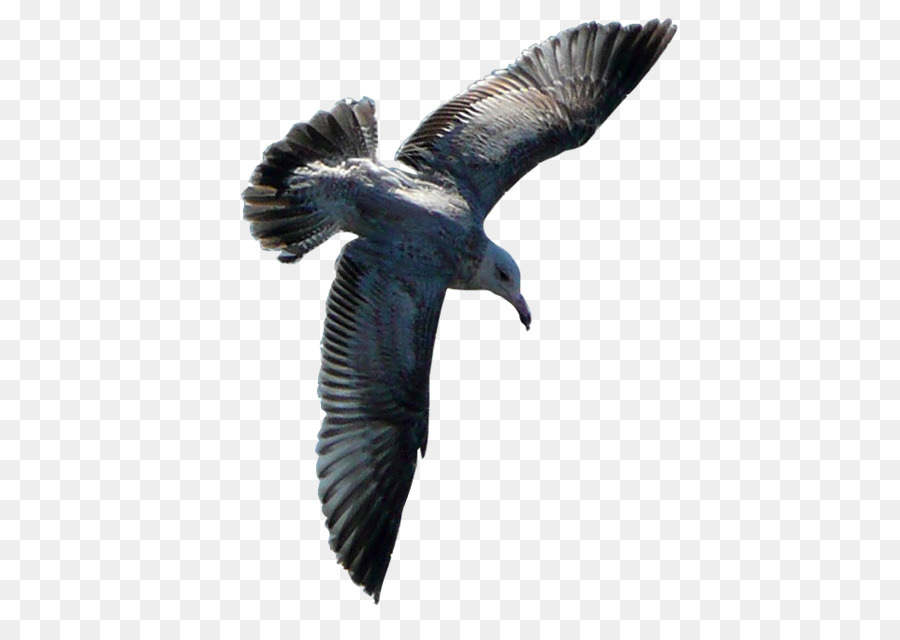 Gaviota Volando，Alas PNG