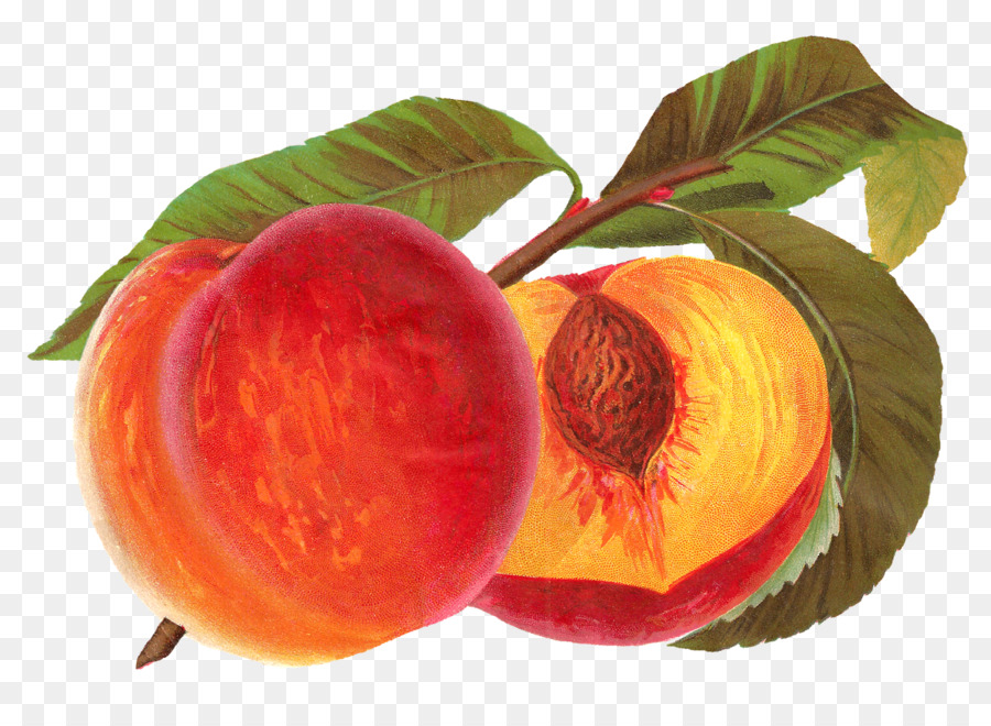 Melocotón，La Fruta PNG