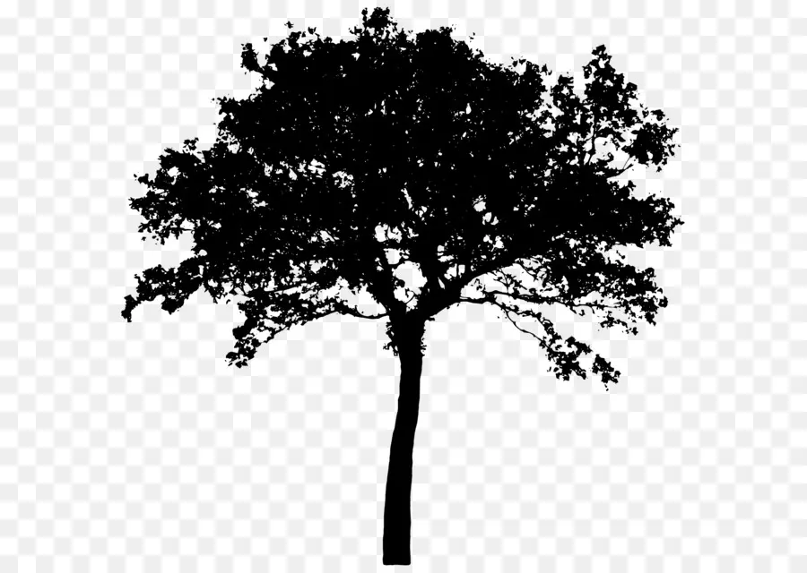 árbol，Silueta PNG