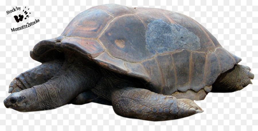 Tortuga，Reptiles PNG