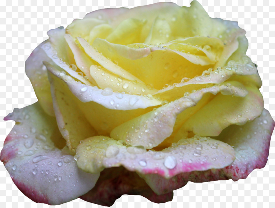 Rosa，Naturaleza PNG