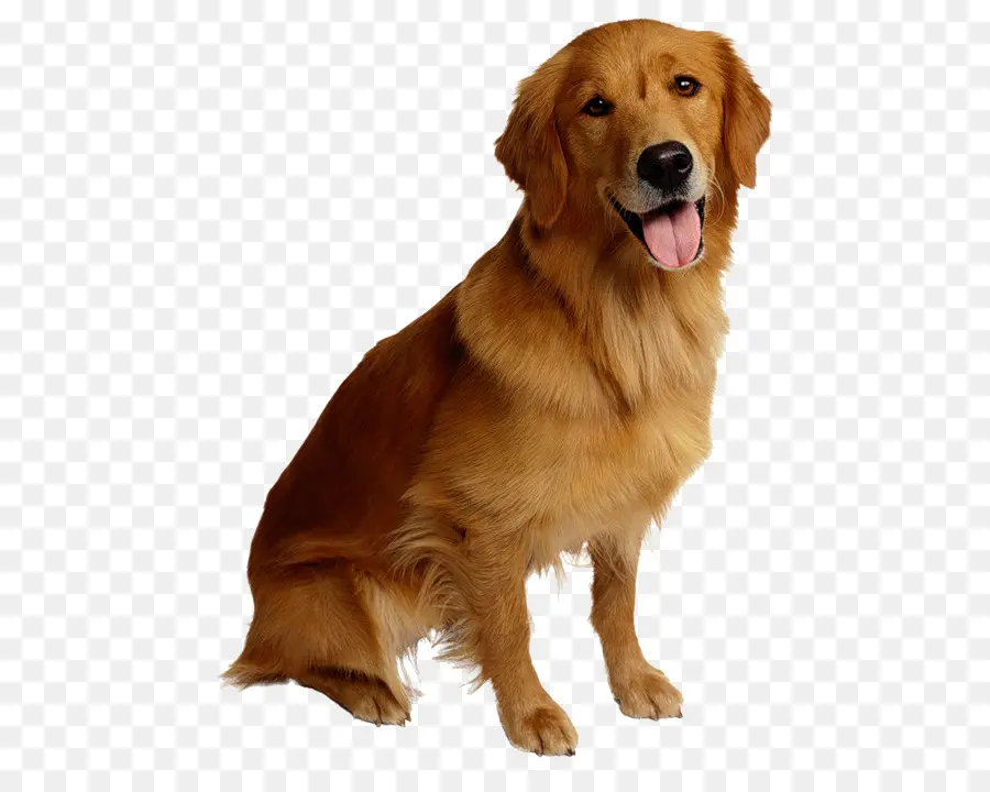 Perro，Gato PNG