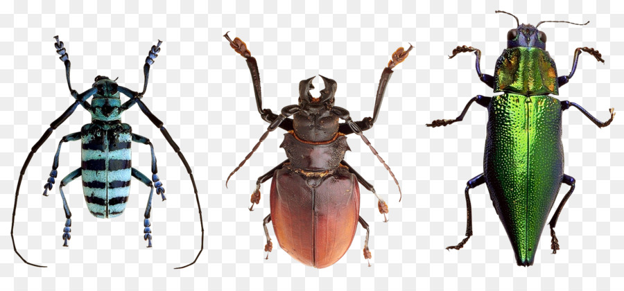 Escarabajo，La Fotografía PNG