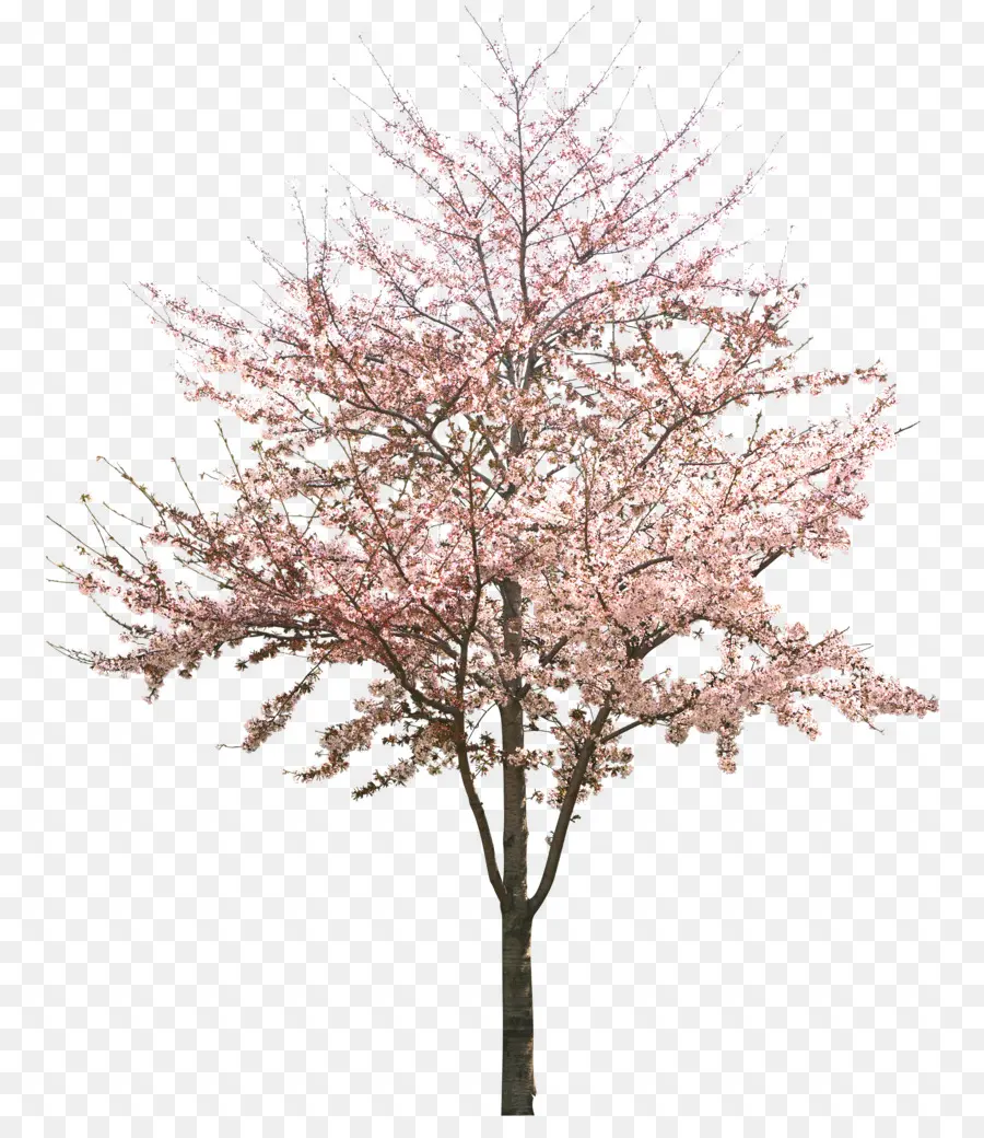 De Los Cerezos En Flor，árbol PNG