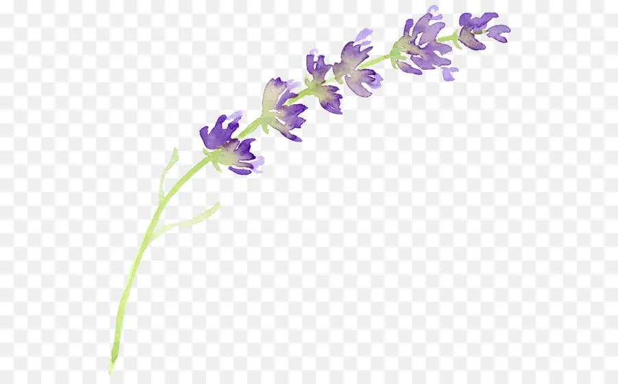 Ramita De Lavanda，Flor PNG