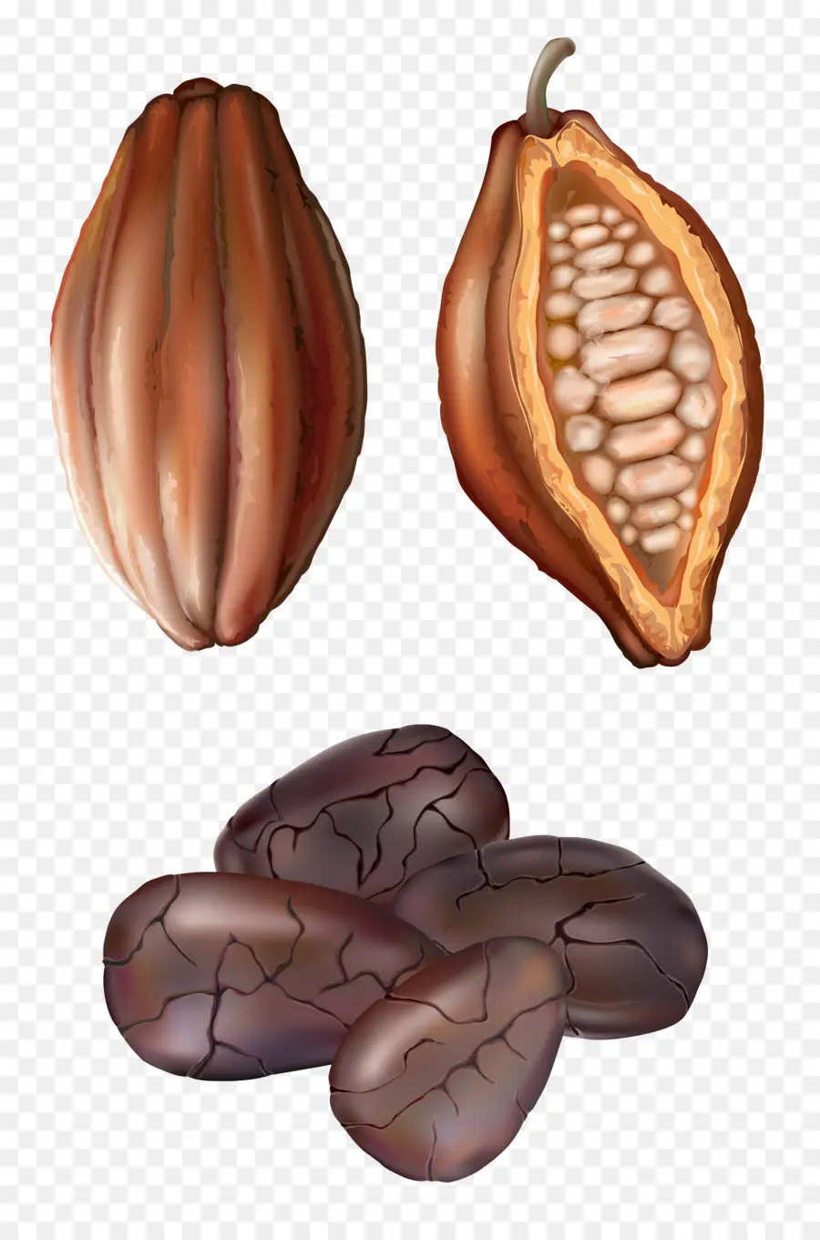 Grano De Cacao，Dibujo PNG