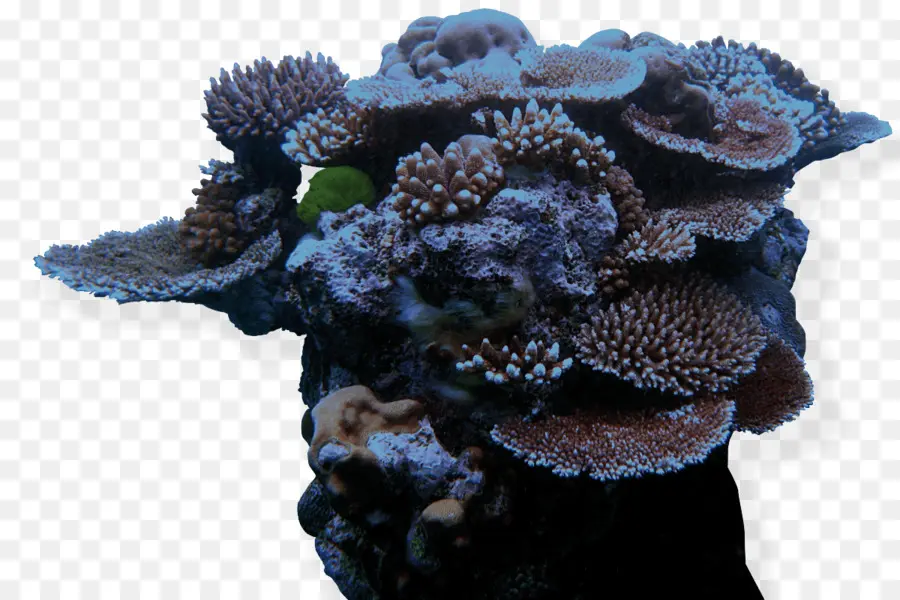 Coral Oscuro，Marina PNG