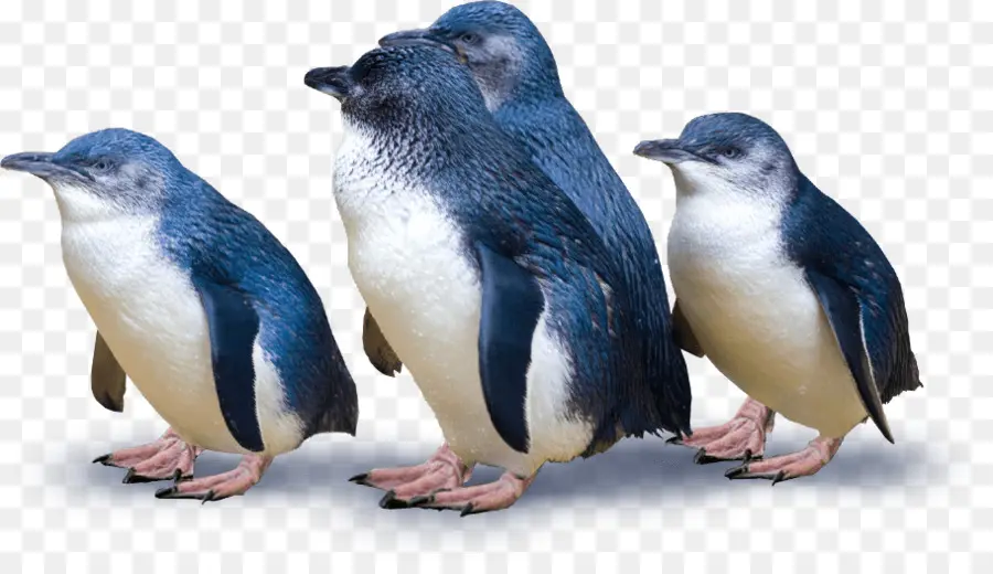 Pingüinos，Grupo PNG