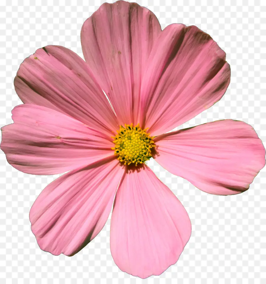 Cosmos Bipinnatus，Flor PNG