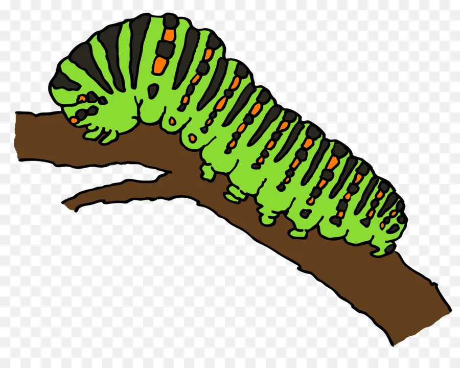 Oruga，Verde PNG