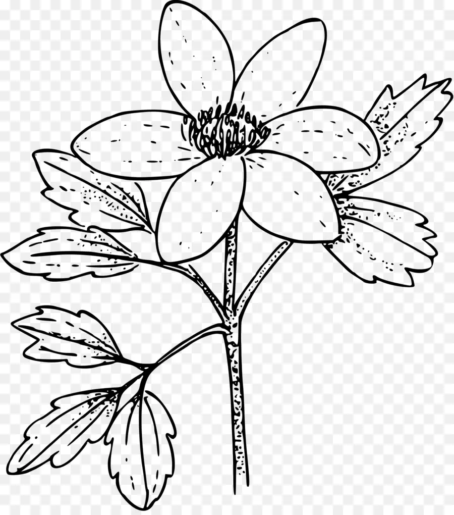 Libro Para Colorear，Anemone Nemorosa PNG