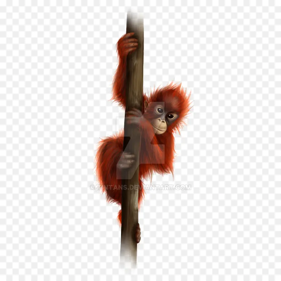 Bebé Orangután，Árbol PNG