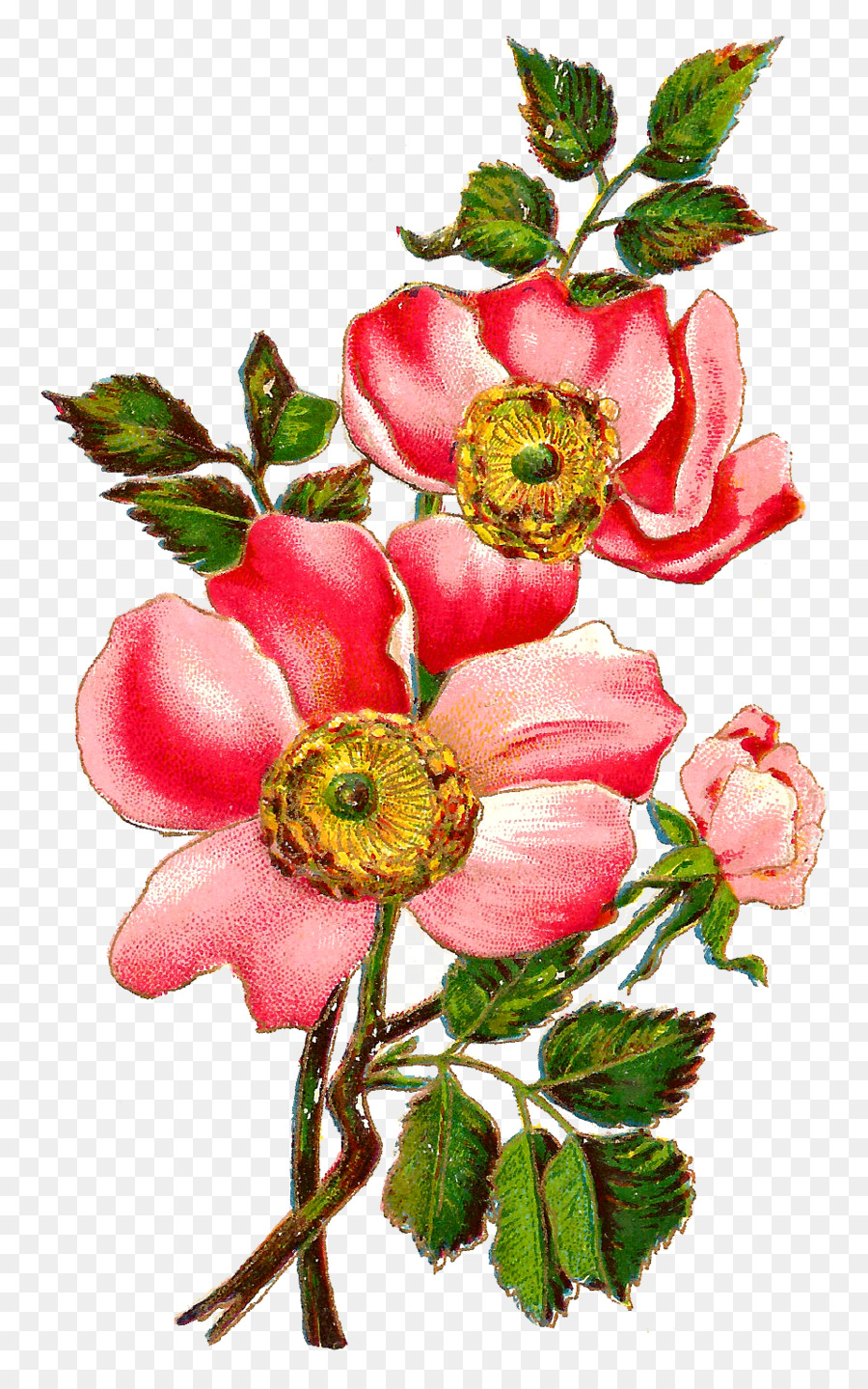 Flor，Rosas Centifolia PNG