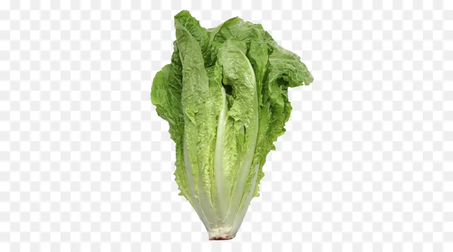 La Lechuga Iceberg，Lechuga Romana PNG