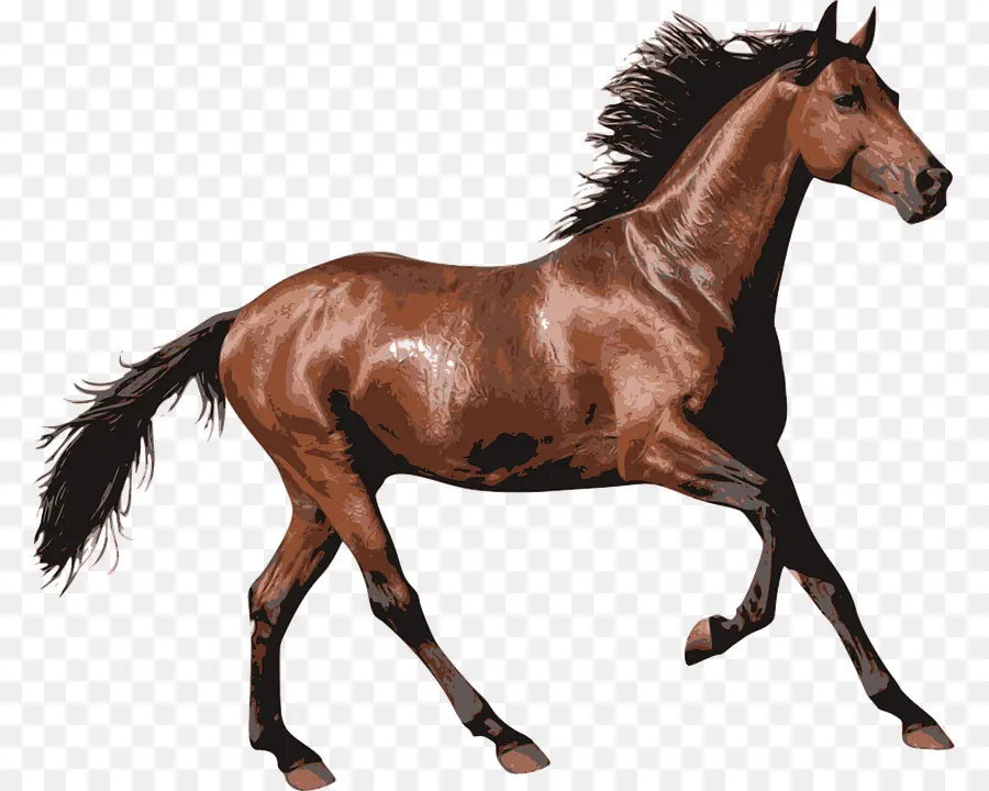 Caballos Corriendo，Animales PNG