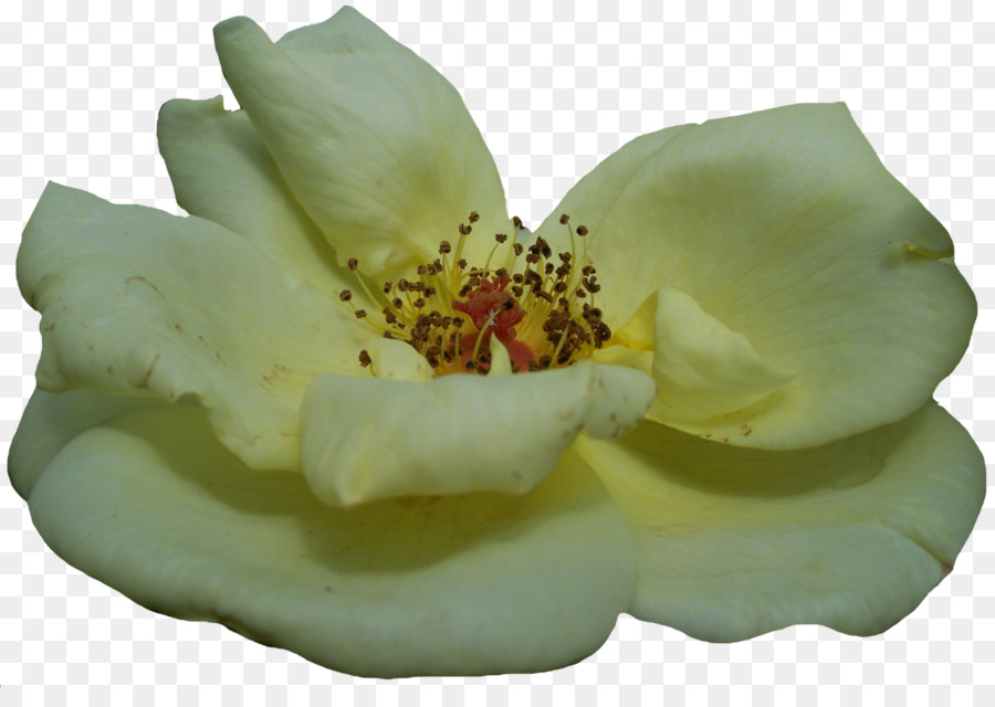 Rosa，Amarillo PNG