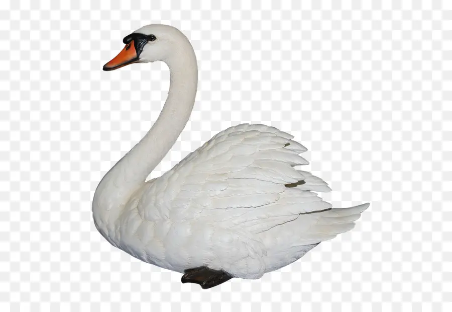 Cisne，Vuelo PNG