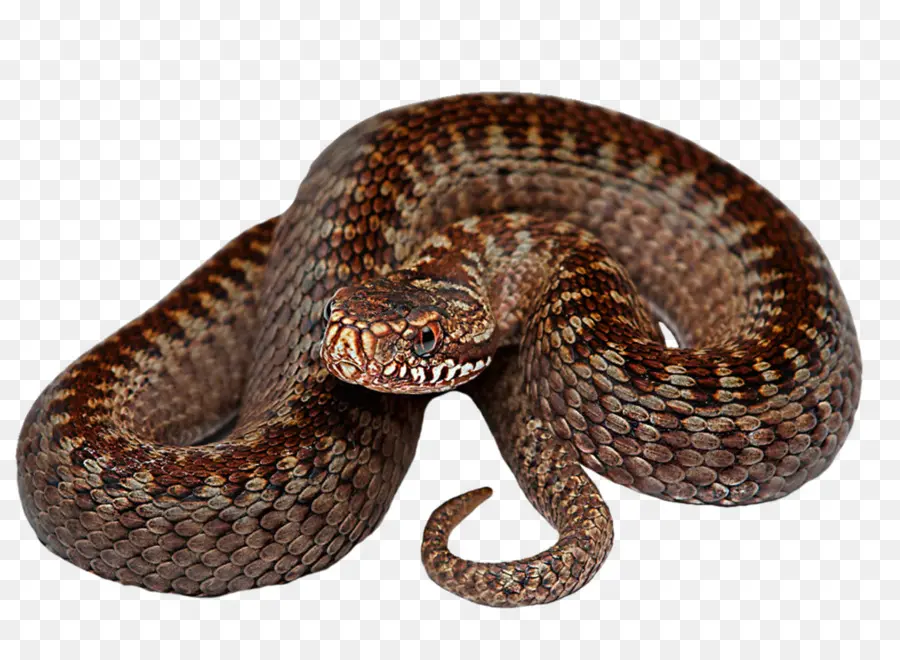 La Serpiente，Reptiles PNG