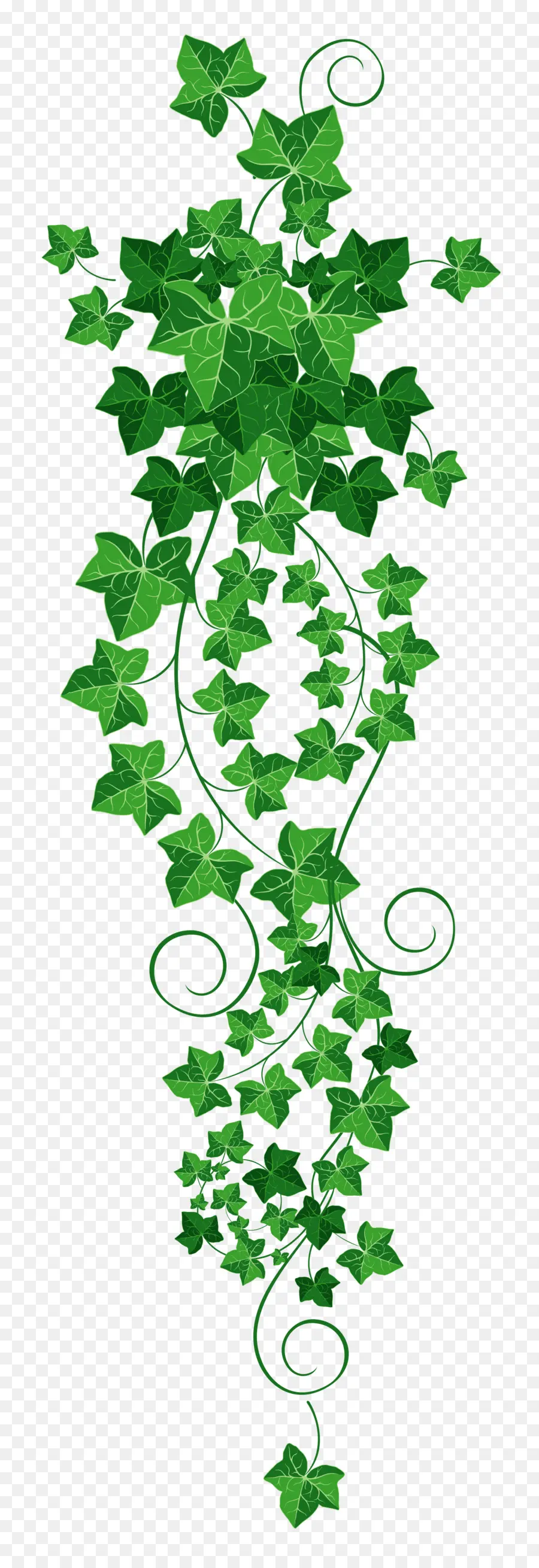 Ivy，Vid PNG