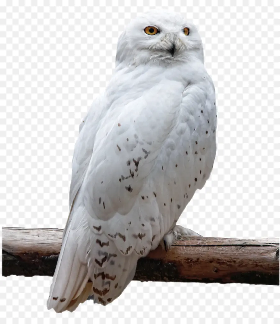 Búho，Snowy Owl PNG