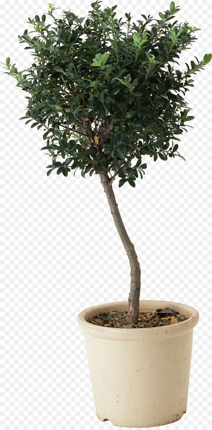 Árbol，Verdor PNG