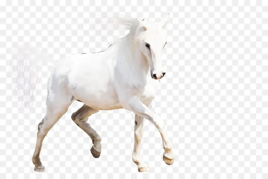 Caballo Blanco，Animal PNG