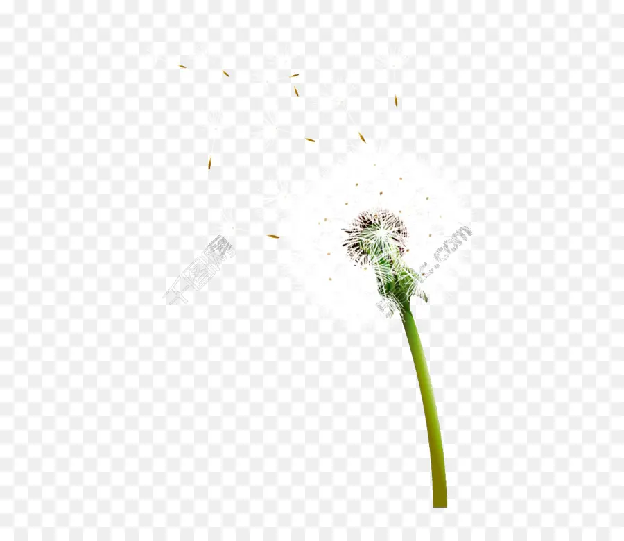 Diente De León，Semillas PNG