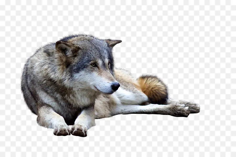 Saarloos Lobo，Coyote PNG