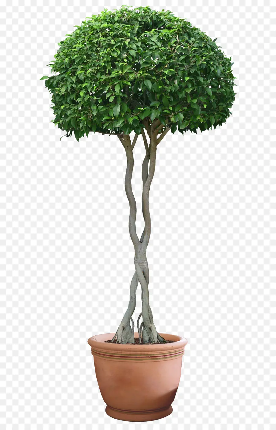 Planta，Planta De Interior PNG