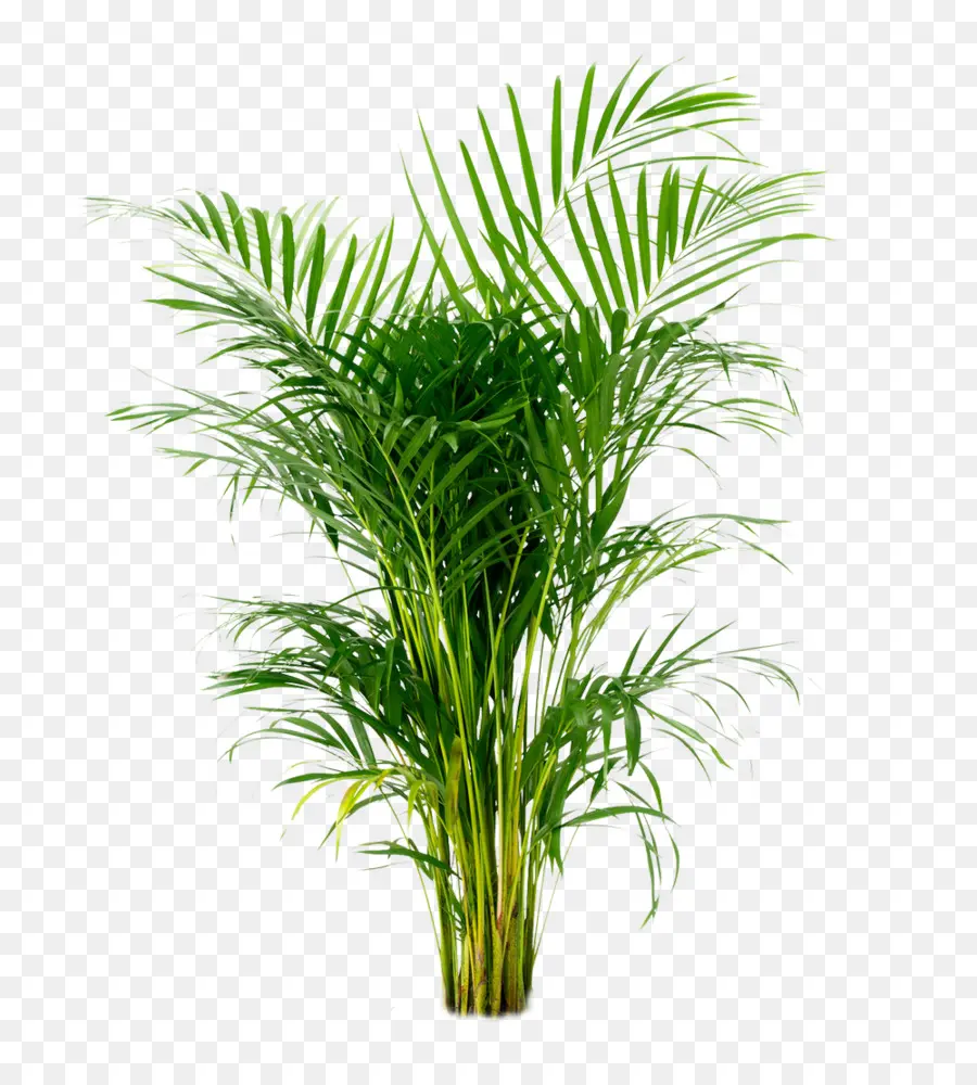 Palm Areca，Arecaceae PNG