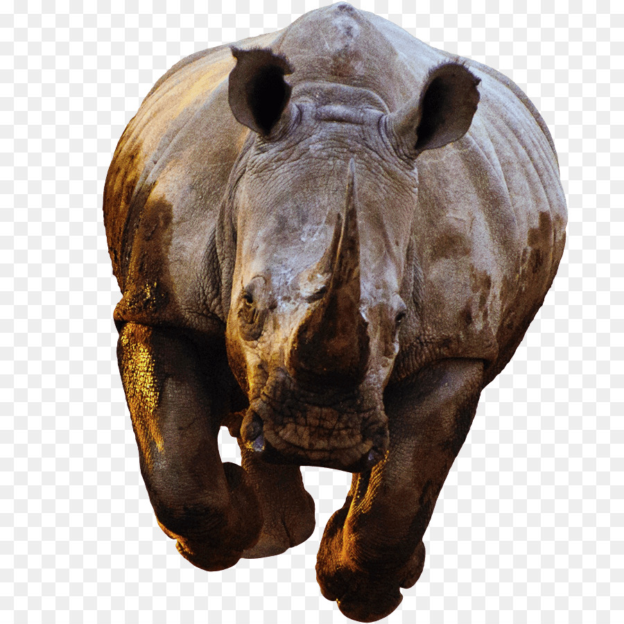 Rinoceronte，Rinoceronte éxito PNG