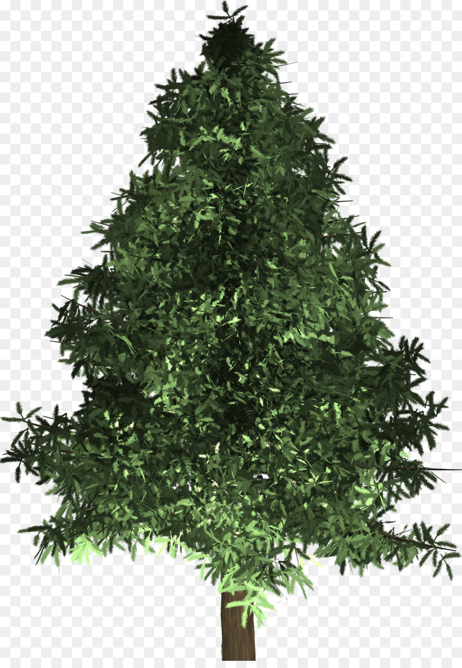 Árbol，Pino PNG