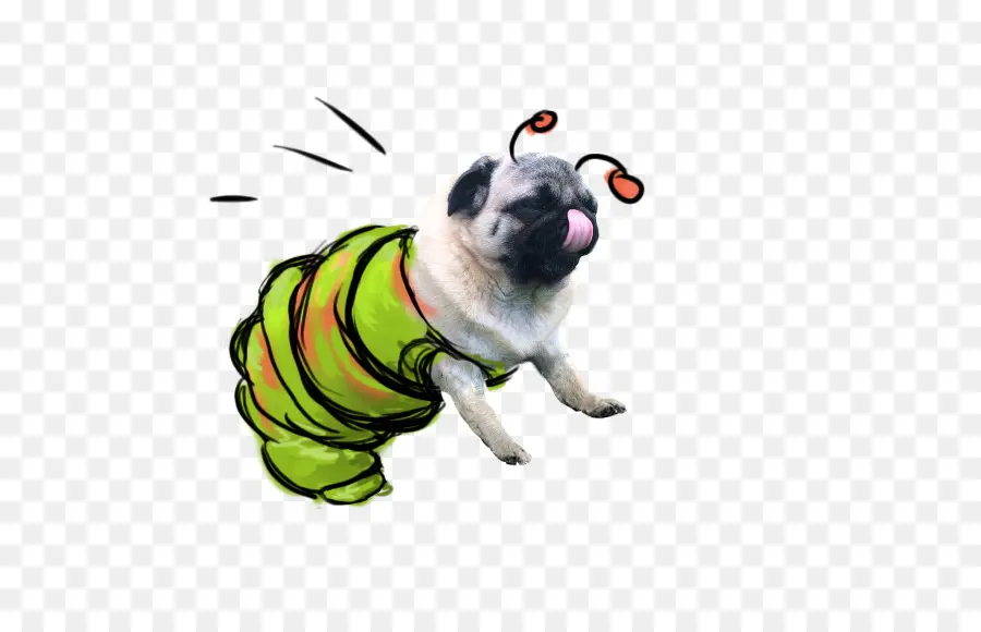 Pug Disfrazado De Oruga，Traje PNG