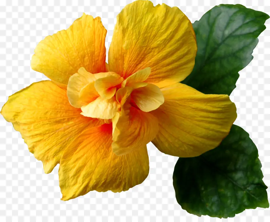 Flor，Amarillo PNG