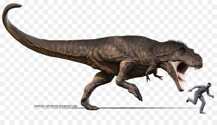 Tyrannosaurus，Carcharodontosaurus PNG