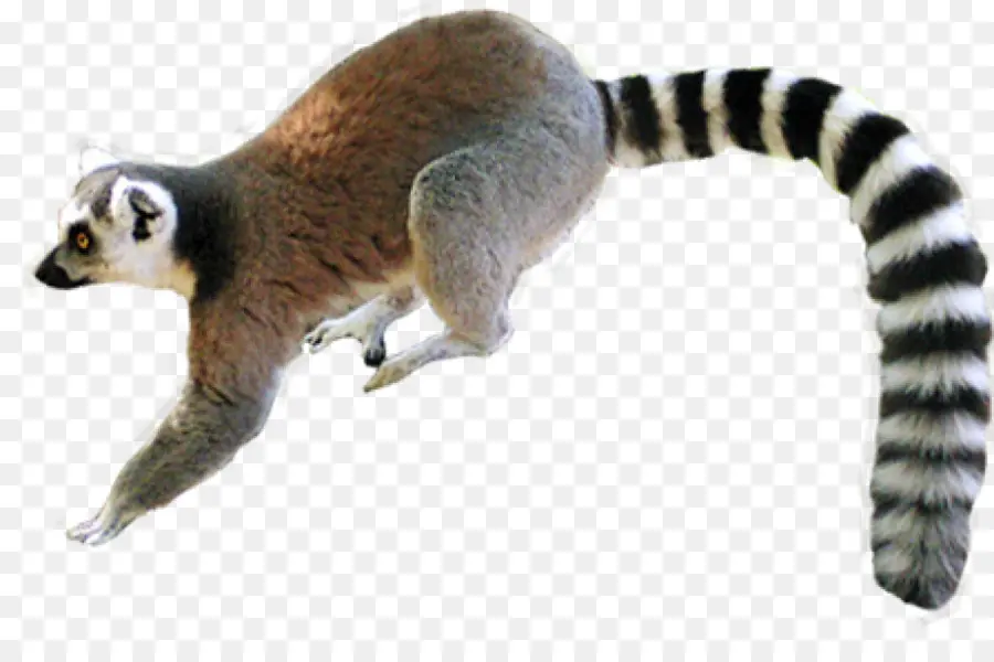 Lemur，Los Primates PNG