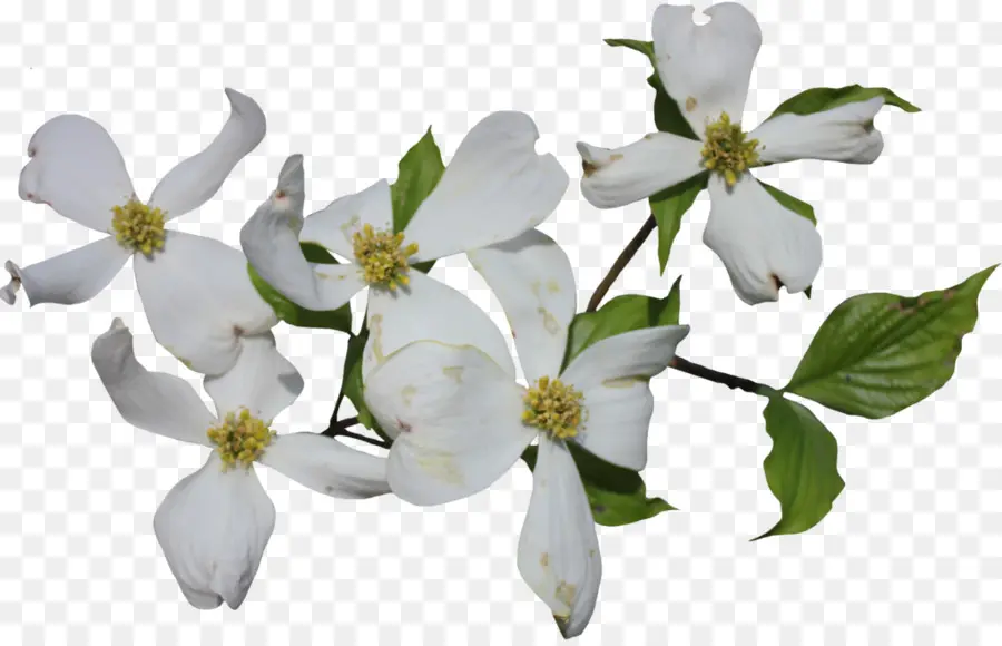 Cornejo Florido，Cornus Officinalis PNG