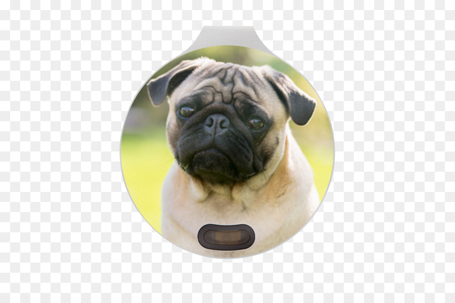 Pug，Bulldog PNG