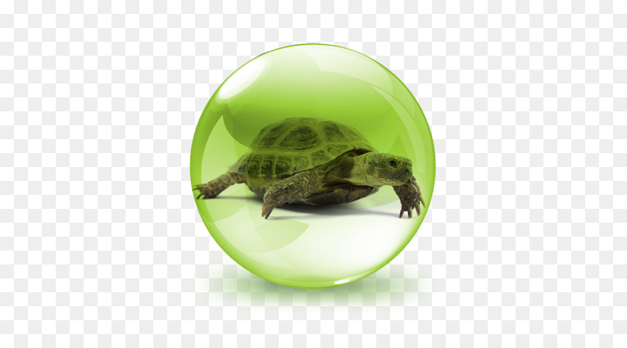 Tortuga，Ruso Tortuga PNG