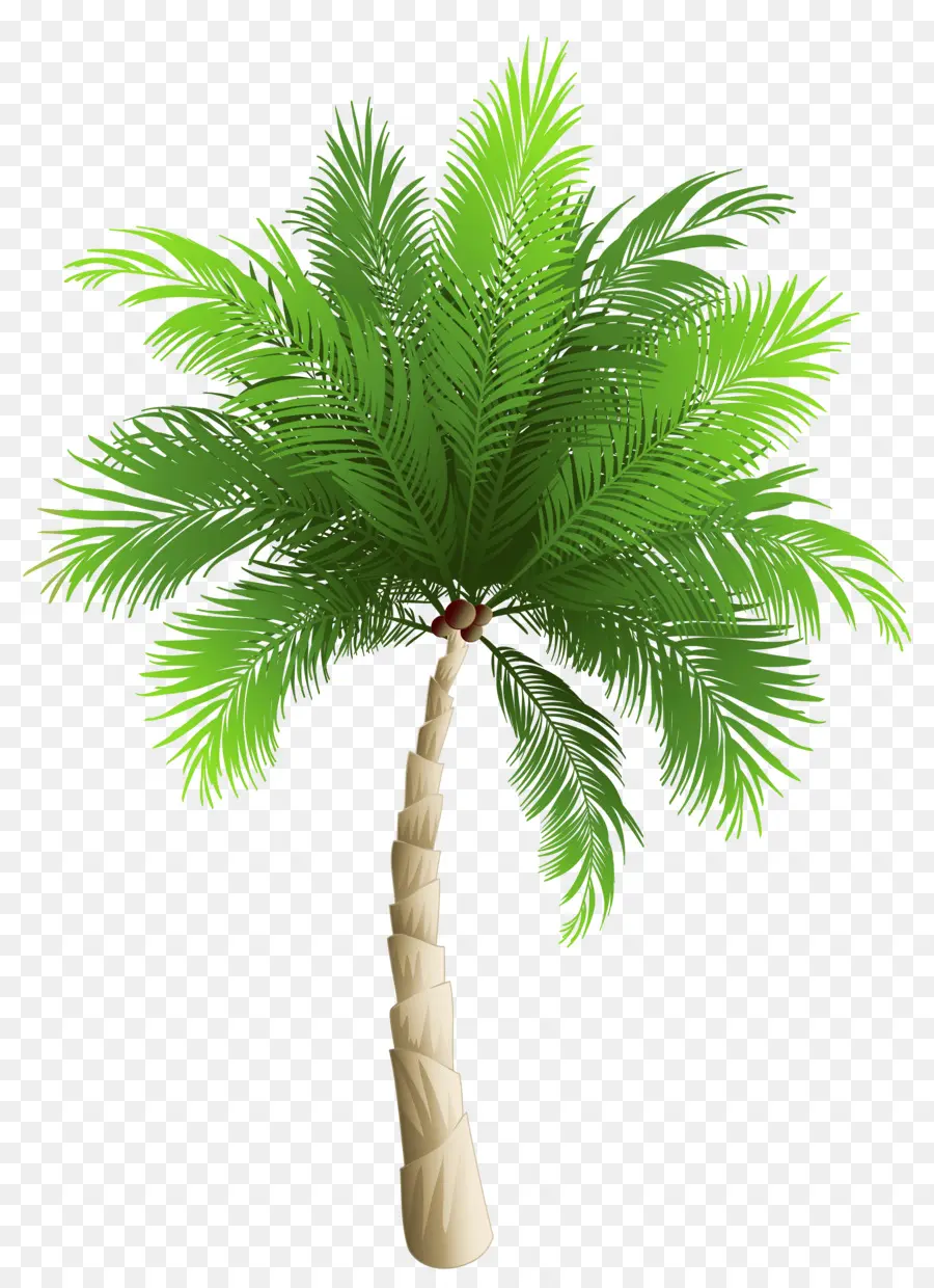 Coco，Arecaceae PNG