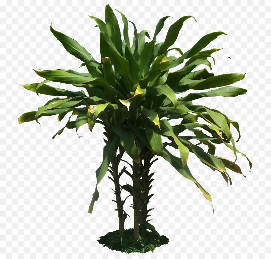 Dracaena Fragans，Planta PNG